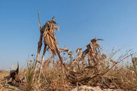 Corn fields afrer harvest in sunset sky Stock Photos