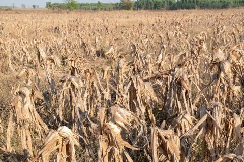 Corn fields afrer harvest in sunset sky Stock Photos