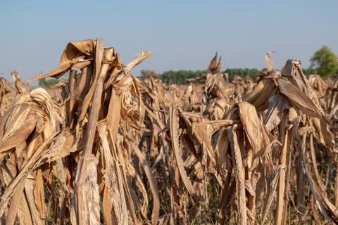 Corn fields afrer harvest in sunset sky Stock Photos