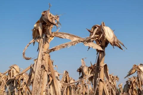 Corn fields afrer harvest in sunset sky Stock Photos