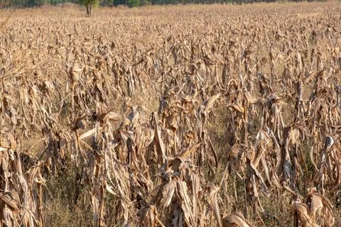Corn fields afrer harvest in sunset sky Stock Photos