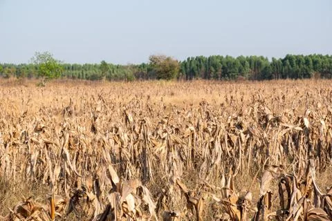 Corn fields afrer harvest in sunset sky Stock Photos