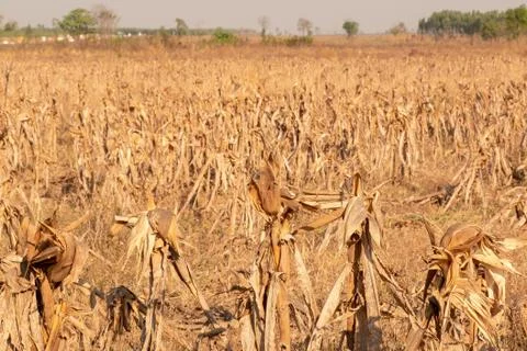 Corn fields afrer harvest in sunset sky Stock Photos