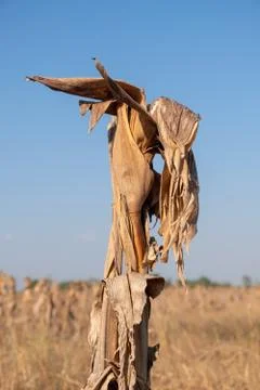 Corn fields afrer harvest in sunset sky Stock Photos