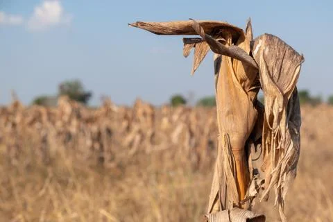 Corn fields afrer harvest in sunset sky Stock Photos
