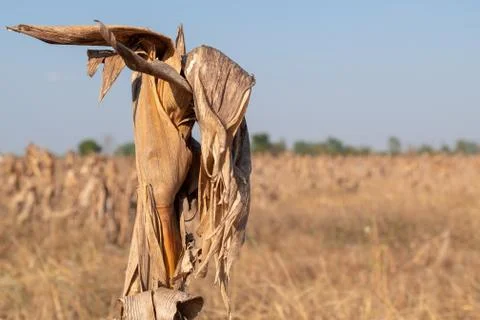 Corn fields afrer harvest in sunset sky Stock Photos