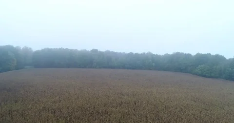 Corn fields after harvest and forest Stock Footage 83064096