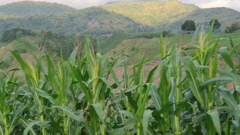 Corn fields among hills and mountains Stock Footage 310927157