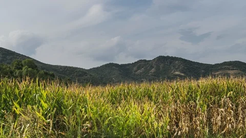 Corn fields and hills background with slow moving clouds timelapse 4k Stock Footage 101110348
