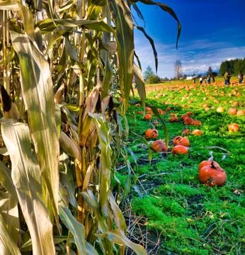 Corn fields and pumpkins Stock Photos