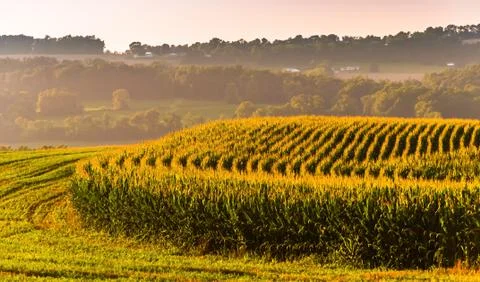 Corn fields and view of distant hills in rural york county, pennsylvania. Foto stock