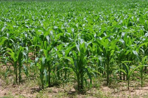 Corn fields are growing in the farm in the sunny day Fotos Stock