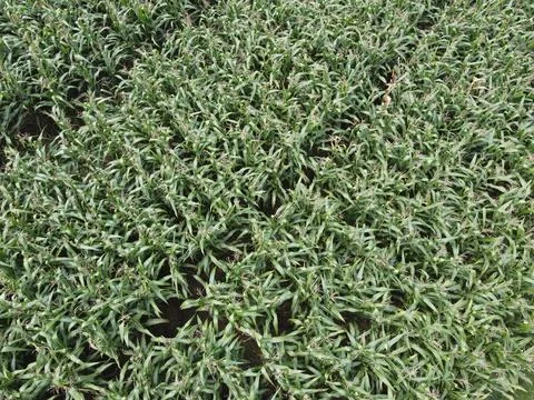 Corn fields are planted next to rice fields 스톡 사진