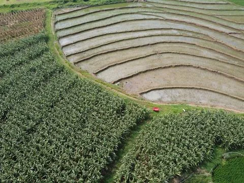 Corn fields are planted next to rice fields Foto stock