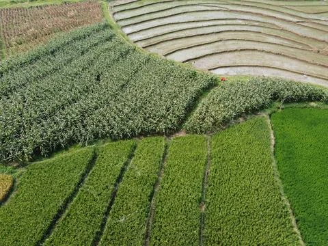 Corn fields are planted next to rice fields Stock Photos