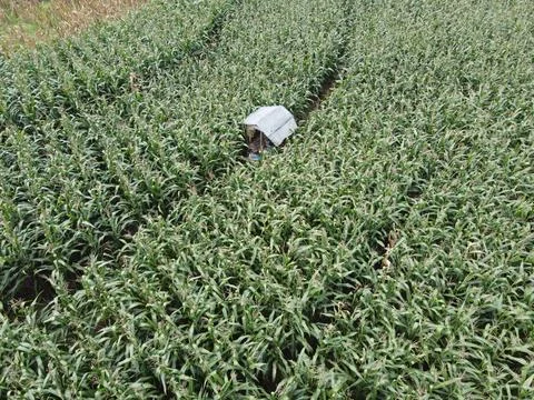 Corn fields are planted next to rice fields Stock Photos