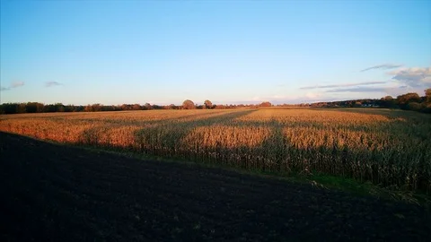 Corn fields in autumn Stock Footage 81276404