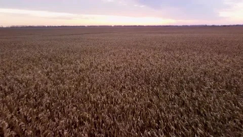 Corn fields. Autumn sunset. twilight. aerial view. Stock Footage 234422693