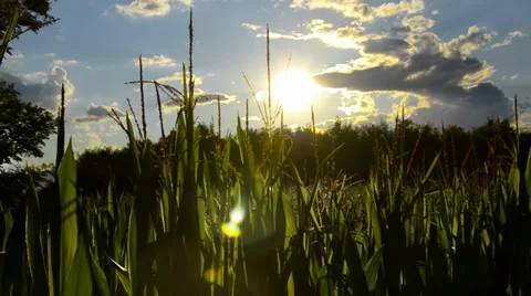 Corn fields, backlight Stock Footage 33345480