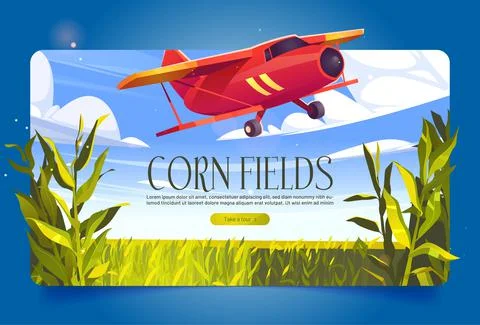 Corn fields banner with plants and red airplane Stock Illustration