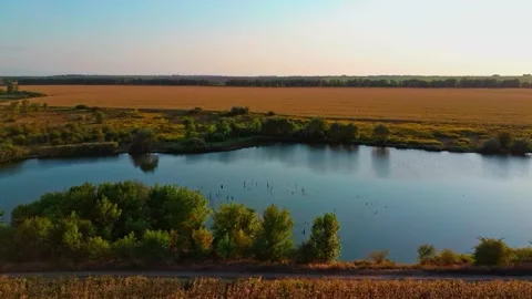 Corn fields beautiful lake caucasus adygea maikop Stock Footage 137096166