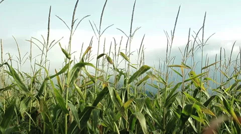 Corn fields blowing in the wind Stock Footage 48341278