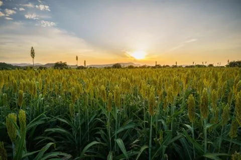 Corn fields in Chalcatzingo Morelos 2 Stock Photos