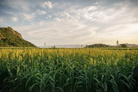 Corn fields in Chalcatzingo Morelos Stock Photos