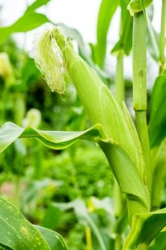 Corn in the fields, corn farm, corn on tree Stock Photos