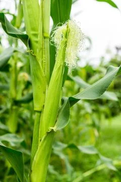Corn in the fields, corn farm, corn on tree 스톡 사진