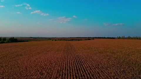 Corn fields corn harvesting Caucasus Republic of Adygea Stock Footage 137098780
