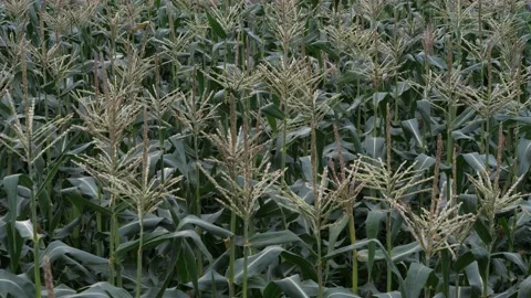 Corn fields in the countryside a few months before harvest Stock Footage 138073871