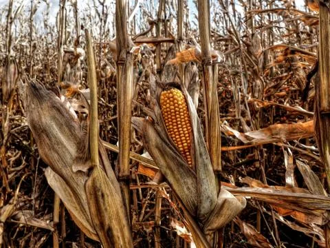 Corn Fields at the End of Season. It was Windy Day in October with Coming Rain. Foto stock