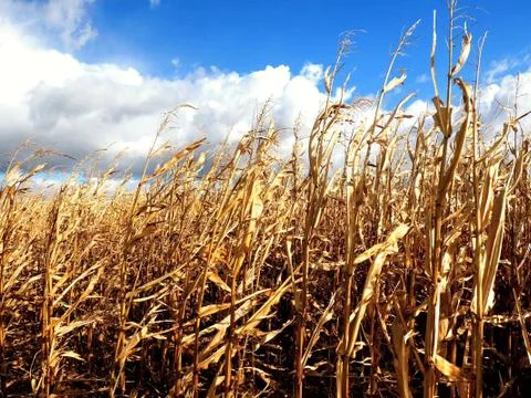 Corn Fields at the End of Season. It was Windy Day in October with Coming Rain. Stock Photos