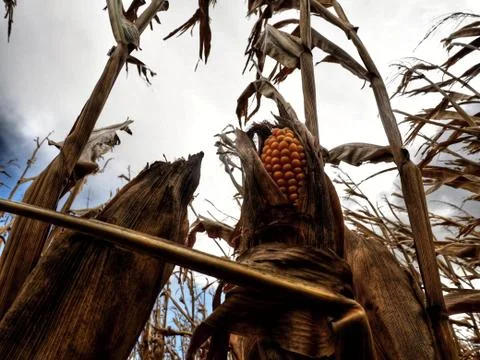 Corn Fields at the End of Season. It was Windy Day in October with Coming Rain. Stock Photos