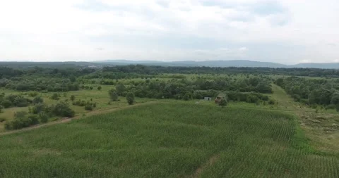 Corn fields on the farm Video stock 171091506
