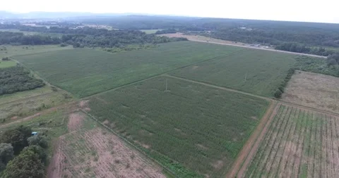 Corn fields on the farm Video stock 171091622