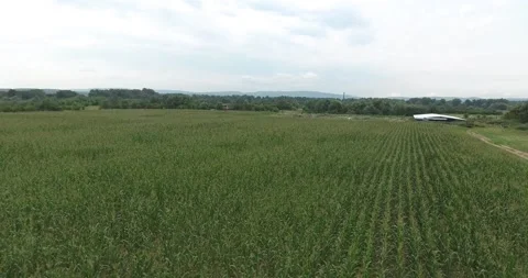 Corn fields on the farm Video stock 171091778