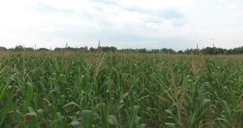 Corn fields on the farm Video stock 171093364