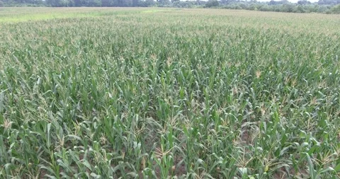 Corn fields on the farm Video stock 171093793