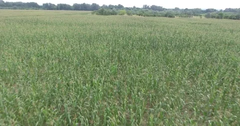 Corn fields on the farm Video stock 171093855