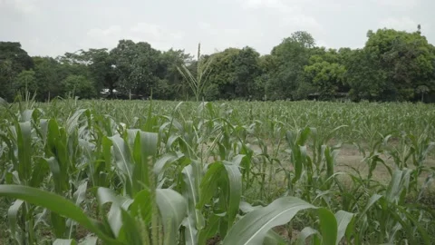 Corn fields, farms, poultry and piggery in Rizal Province, Philippines Stock Footage 229717399