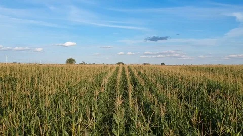 Corn Fields Stock Footage 117054559