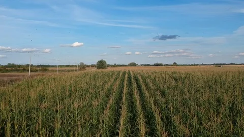 Corn Fields Stock Footage 117057008