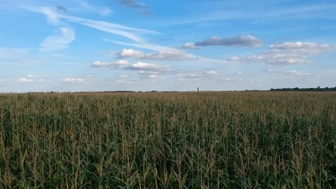 Corn Fields Stock Footage 117058494