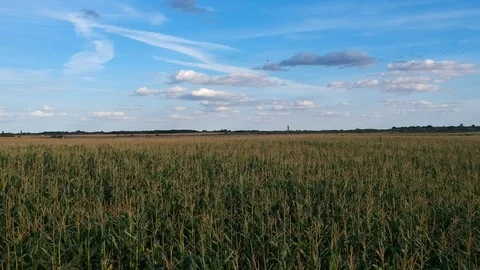 Corn Fields Stock Footage 117059293