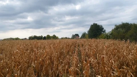 Corn Fields Stock Footage 117060422