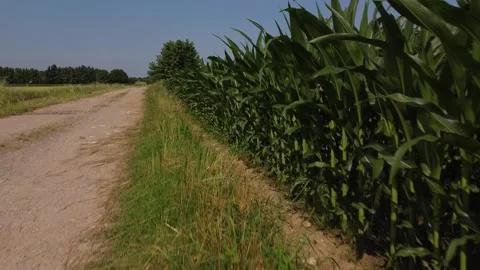 Corn fields 動画素材 167731974