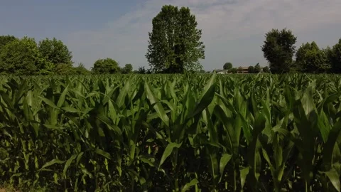 Corn fields 動画素材 167732370