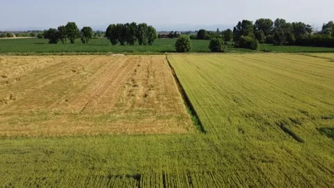 Corn fields 動画素材 167732410